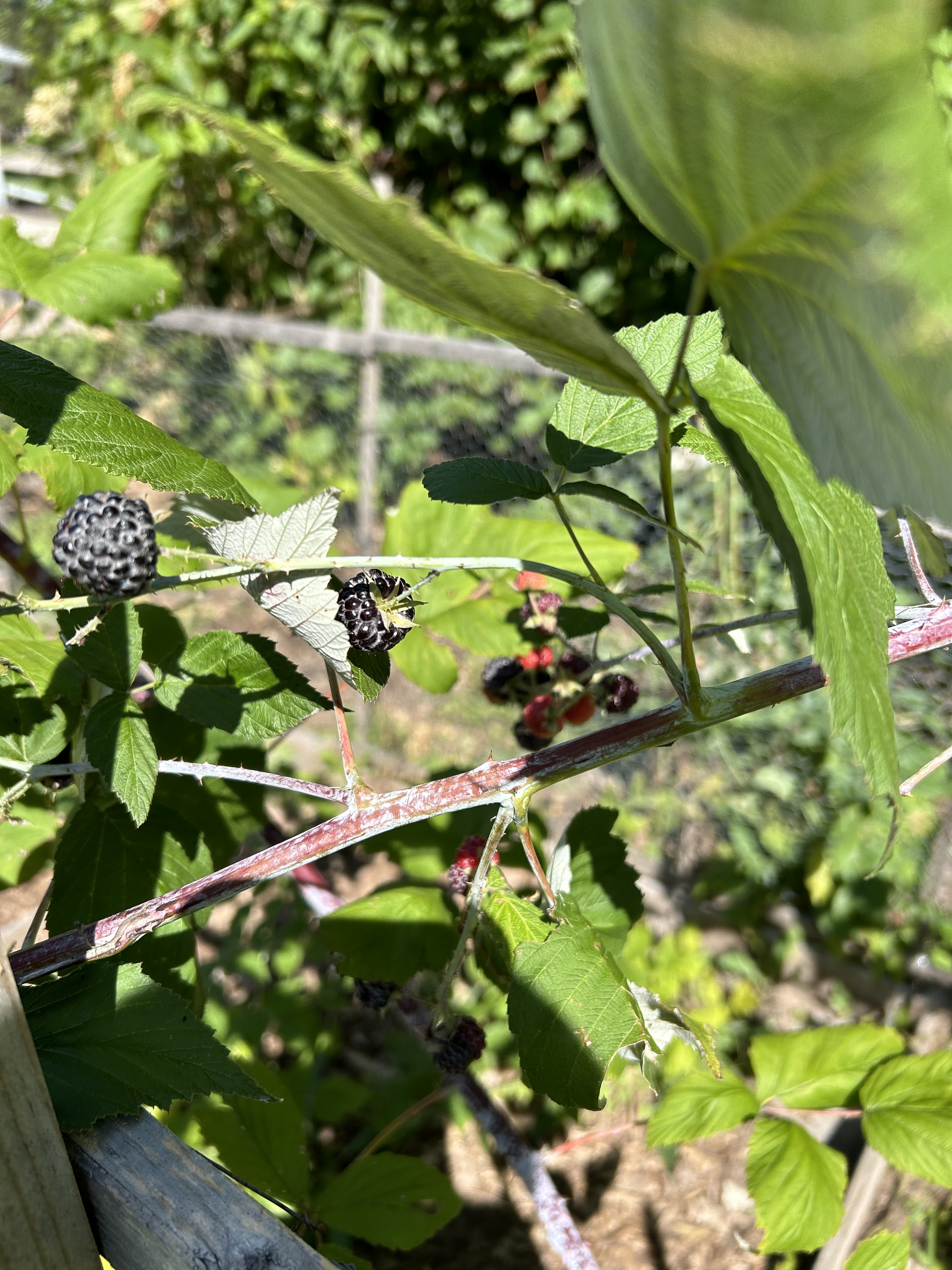 Berries